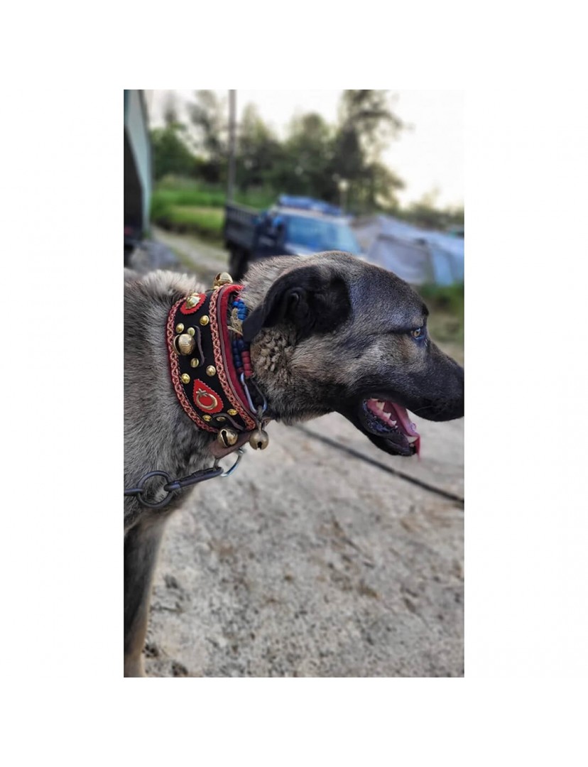 4 Zilli Geniş Deri Kangal Köpek Tasması Siyah 1. Sınıf