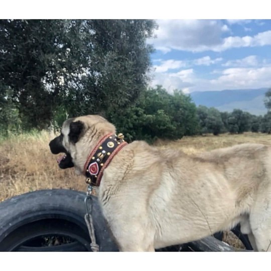 4 Zilli Geniş Deri Kangal Köpek Tasması Siyah 1. Sınıf