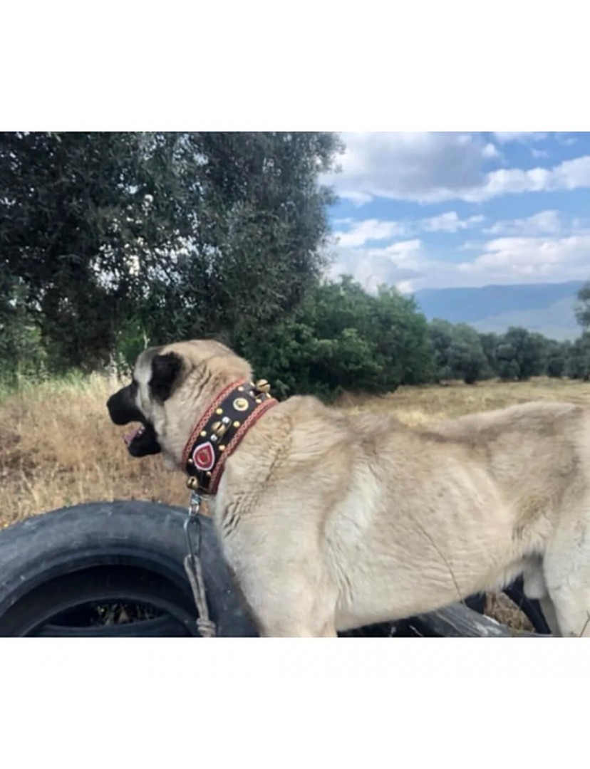 4 Zilli Geniş Deri Kangal Köpek Tasması Siyah 1. Sınıf