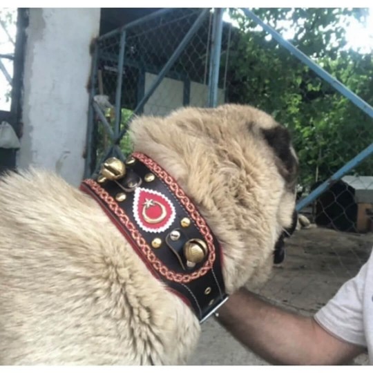 4 Zilli Geniş Deri Kangal Köpek Tasması Siyah 1. Sınıf