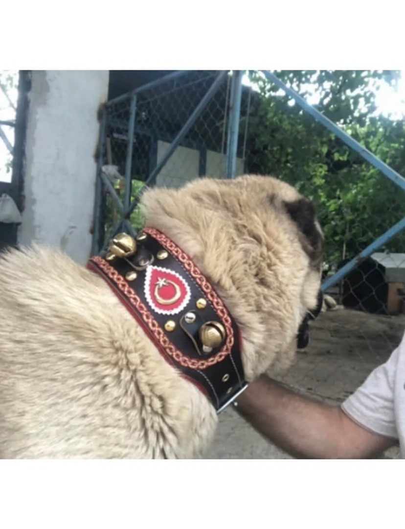 4 Zilli Geniş Deri Kangal Köpek Tasması Siyah 1. Sınıf