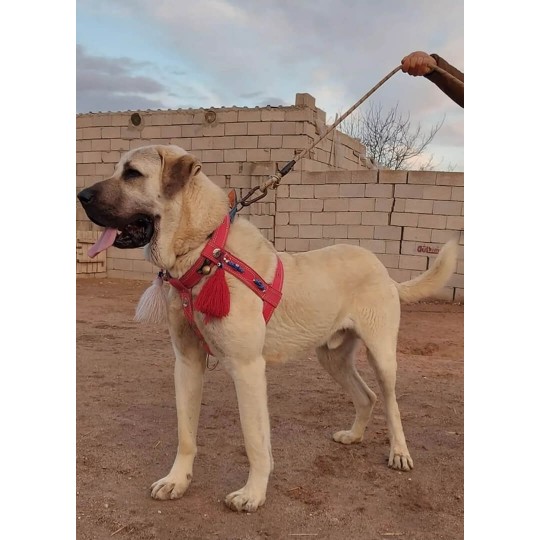 Kangal Köpek Tasması Belden Sırttan Göğüsten Çift Kat Ayarlanabilir