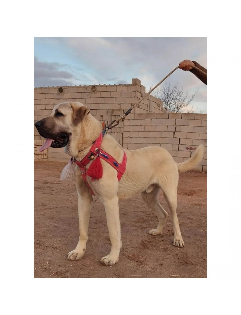 Kangal Köpek Tasması Belden Sırttan Göğüsten Çift Kat Ayarlanabilir