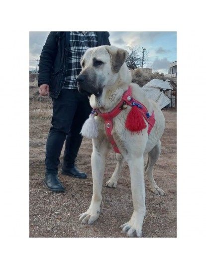 Kangal Köpek Tasması Belden Sırttan Göğüsten Çift Kat Ayarlanabilir