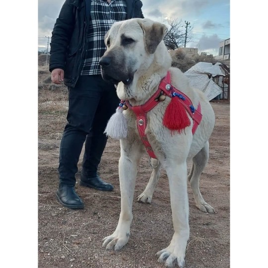 Kangal Köpek Tasması Belden Sırttan Göğüsten Çift Kat Ayarlanabilir