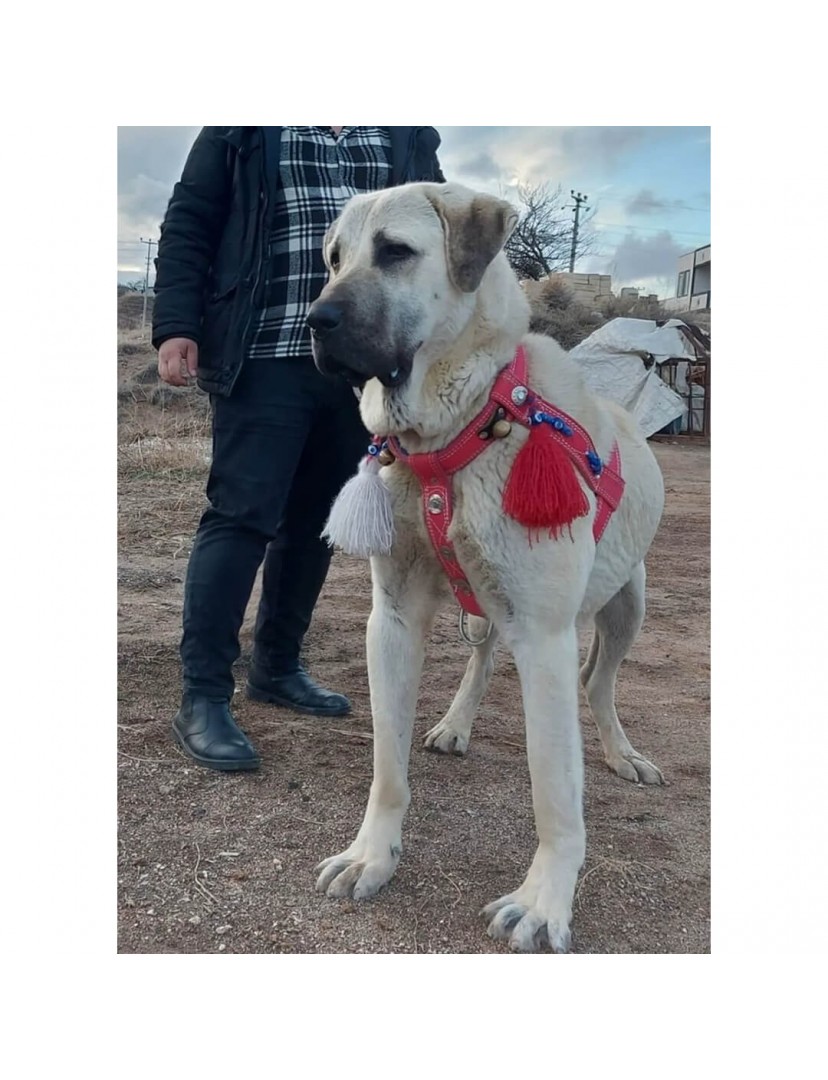 Kangal Köpek Tasması Belden Sırttan Göğüsten Çift Kat Ayarlanabilir