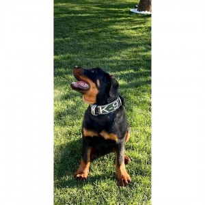 K9 Köpek Tasması 60 Cm - Rottweiler Dogo Golden Pitbull K9 Cane Corso