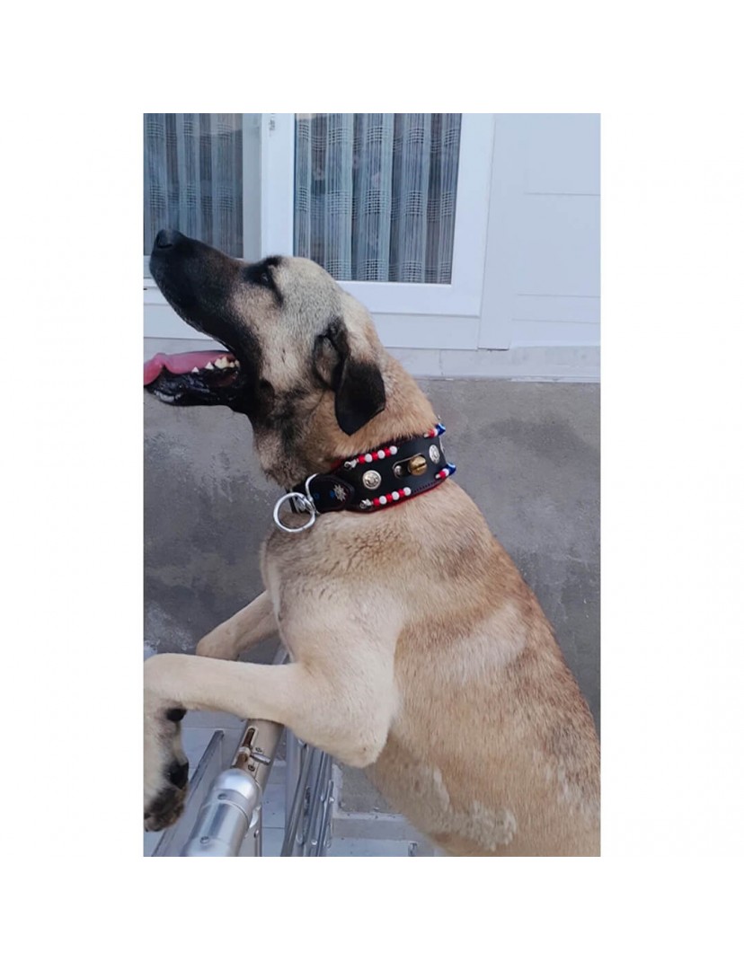 Geniş Kangal Köpek Tasması Zilli Hakiki Manda Derisi