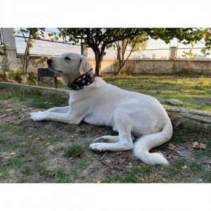 Geniş Kangal Köpek Tasması Zilli Hakiki Manda Derisi