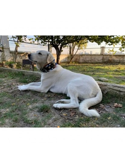 Geniş Kangal Köpek Tasması Zilli Hakiki Manda Derisi