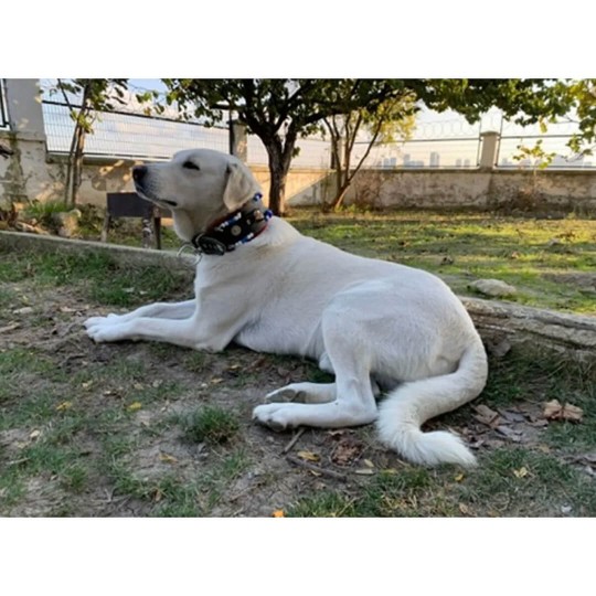 Geniş Kangal Köpek Tasması Zilli Hakiki Manda Derisi