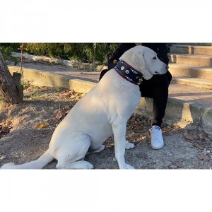 Geniş Kangal Köpek Tasması Zilli Hakiki Manda Derisi