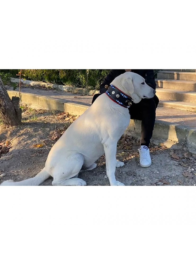 Geniş Kangal Köpek Tasması Zilli Hakiki Manda Derisi