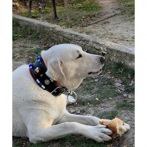 Geniş Kangal Köpek Tasması Zilli Hakiki Manda Derisi