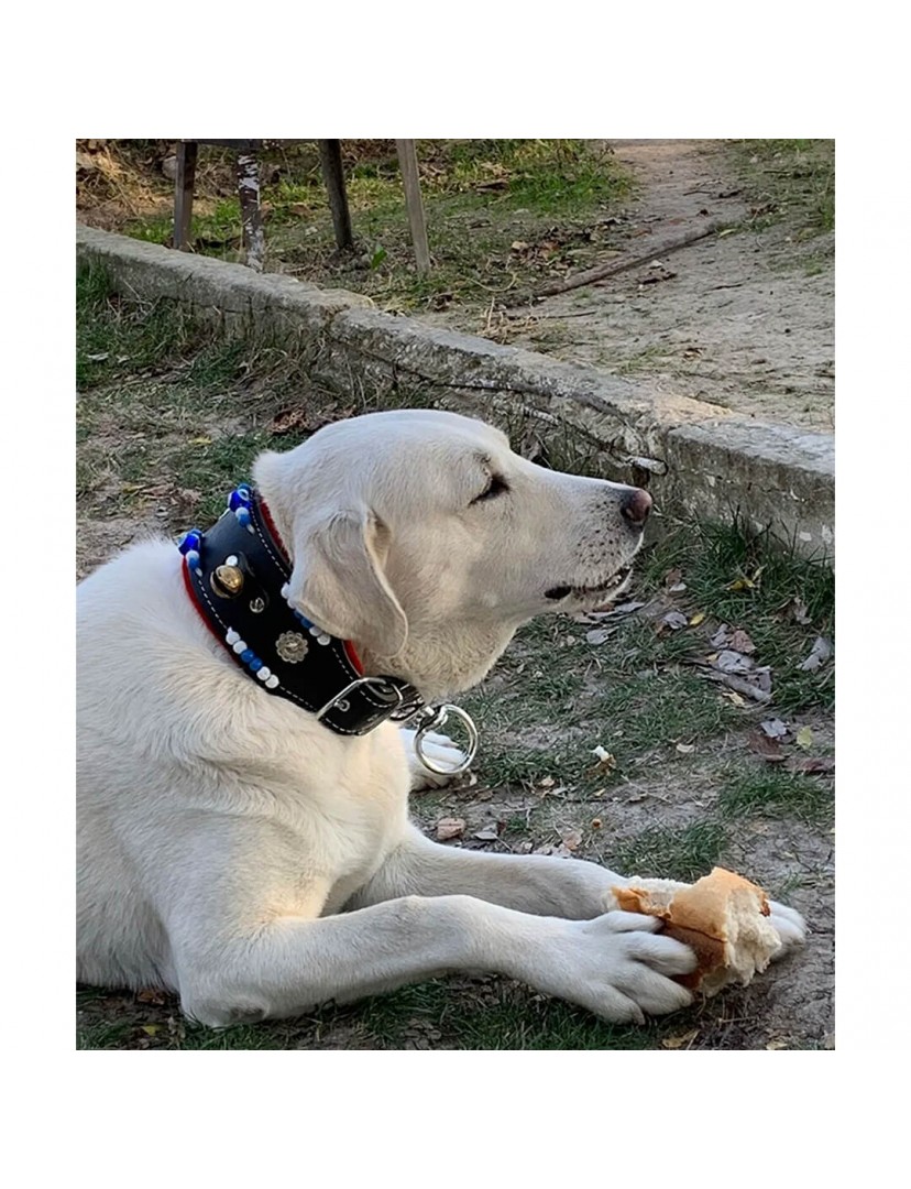 Geniş Kangal Köpek Tasması Zilli Hakiki Manda Derisi