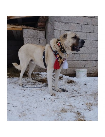 Gladyatör Kangal Köpek Tasma Seti Hakiki Manda Derisi Göğüslük Boyunluk