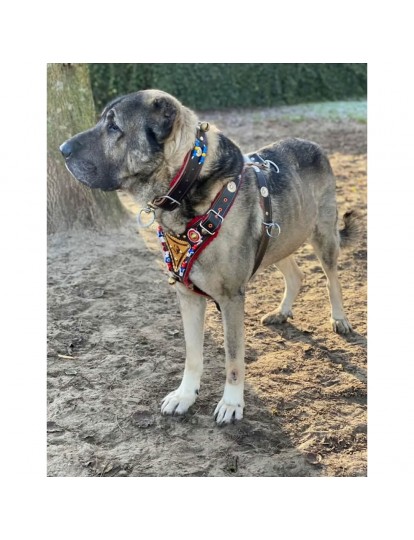 Gladyatör Kangal Köpek Tasma Seti Hakiki Deri Göğüslük Ve Boyunluk