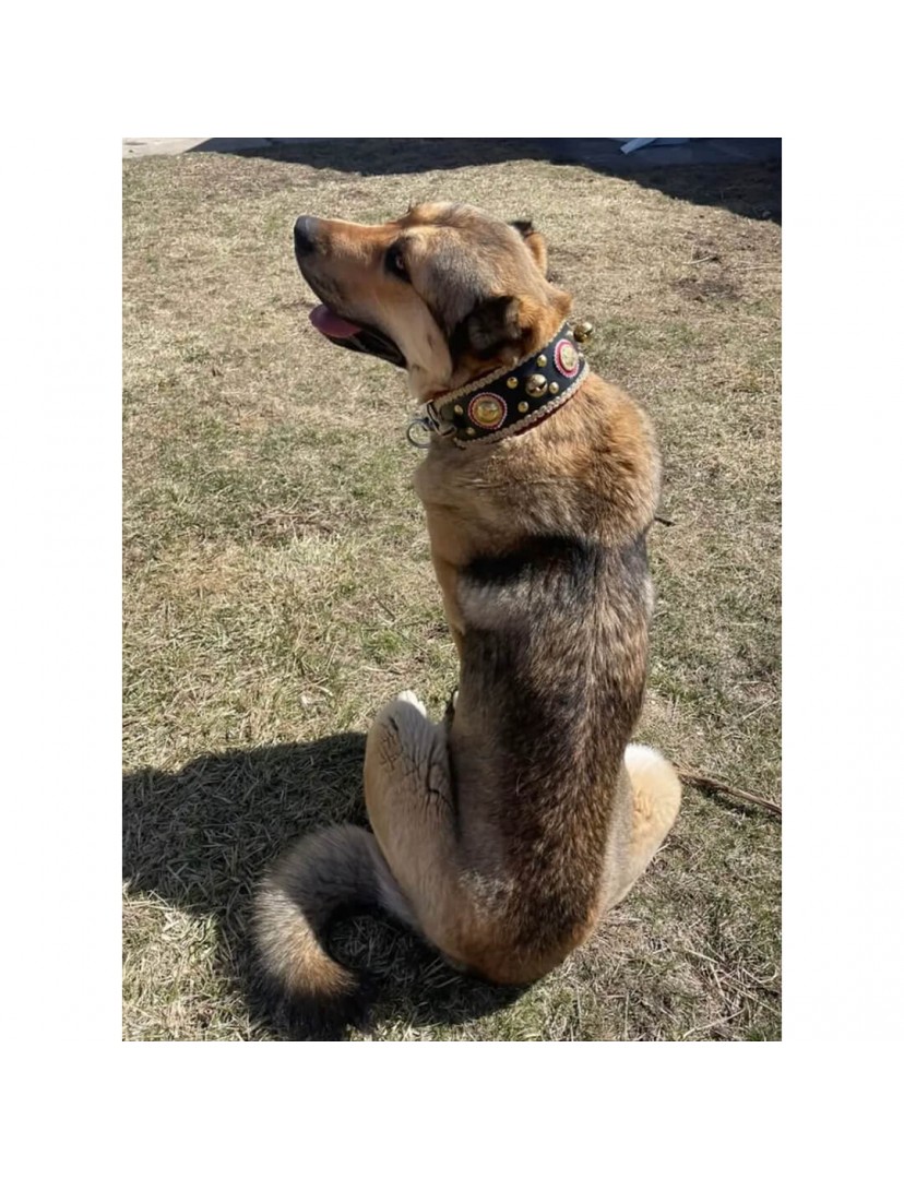 Kangal Köpek Tasması Geniş Hakiki Manda Derisi 4 Zilli