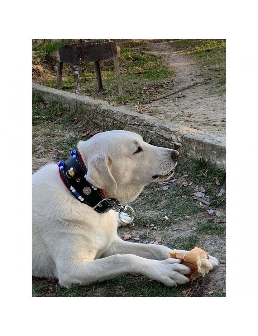 2 Zilli Geniş Deri Köpek Tasması