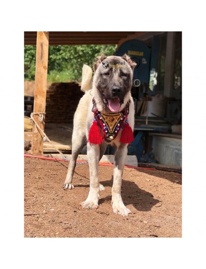 Gladyatör Göğüsten Kangal Köpek Tasması Hakiki Deri