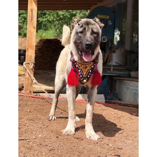 Gladyatör Göğüsten Kangal Köpek Tasması Hakiki Deri