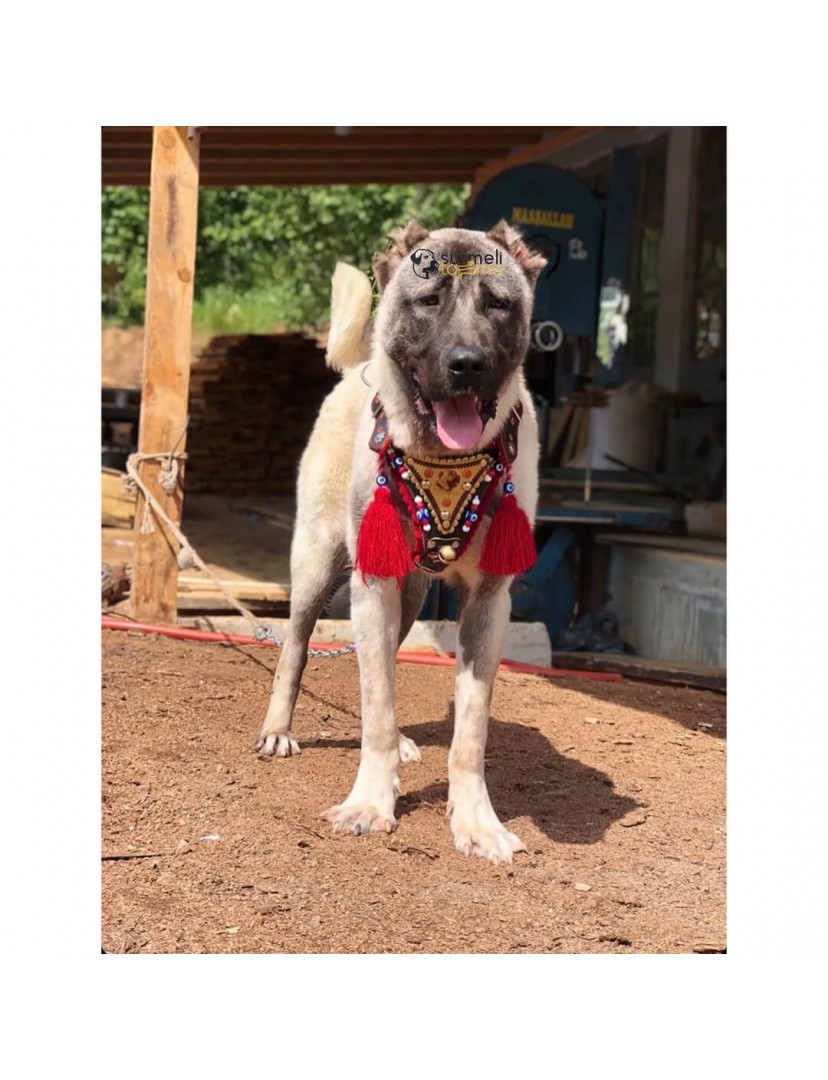 Gladyatör Göğüsten Deri Kangal Tasması