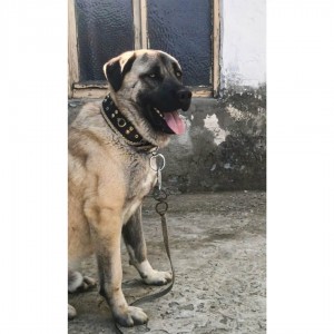 Kangal Köpek Tasması Geniş Hakiki Manda Derisi