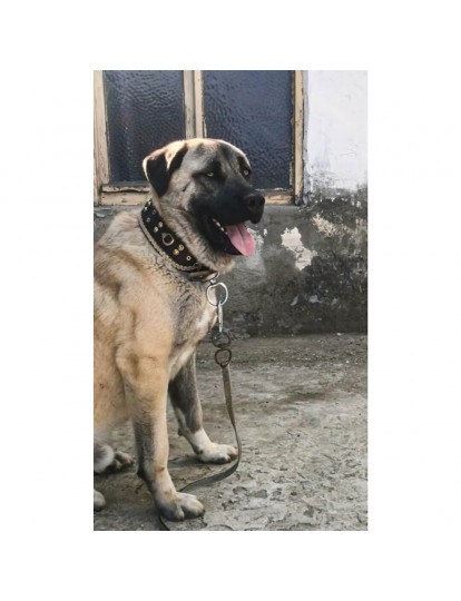 Kangal Köpek Tasması Geniş Hakiki Manda Derisi