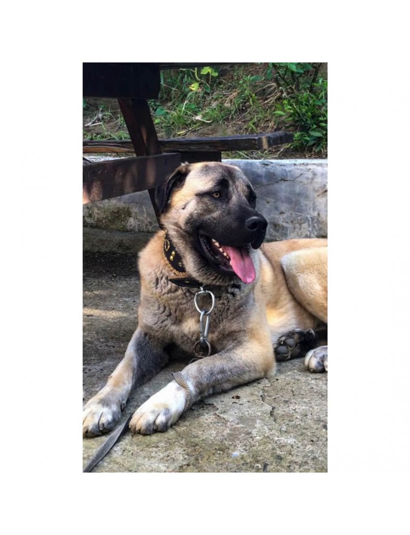 Kangal Köpek Tasması Geniş Hakiki Manda Derisi