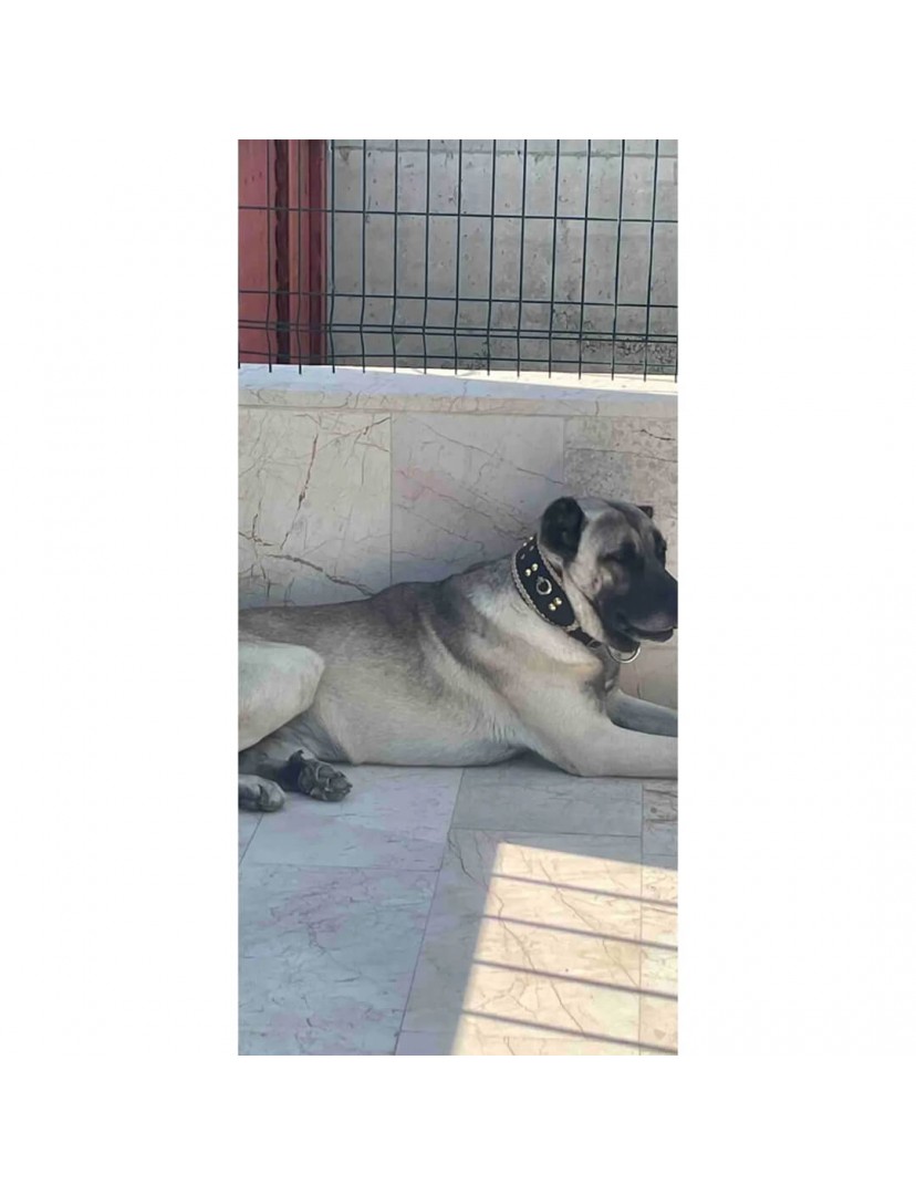 Kangal Köpek Tasması Geniş Hakiki Manda Derisi