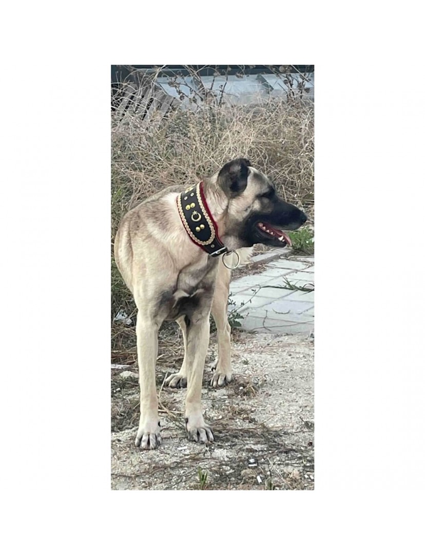 Kangal Köpek Tasması Geniş Hakiki Manda Derisi