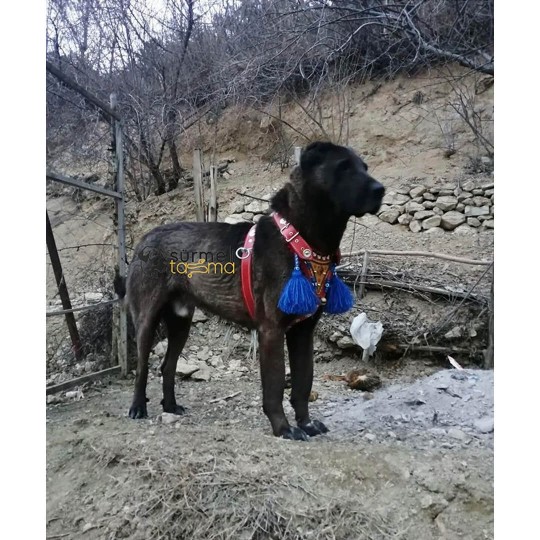 Gladyatör Göğüsten Deri Kangal Tasması Kırmızı %100 Hakiki Deri