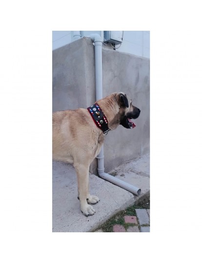 Zilli Hakiki Deri Kangal Köpek Tasması 1. Sınıf