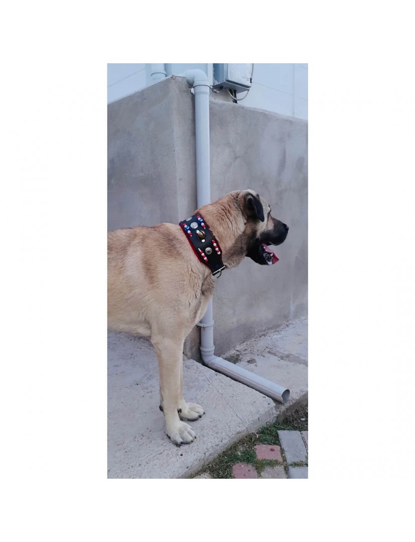 Zilli Hakiki Deri Kangal Köpek Tasması 1. Sınıf