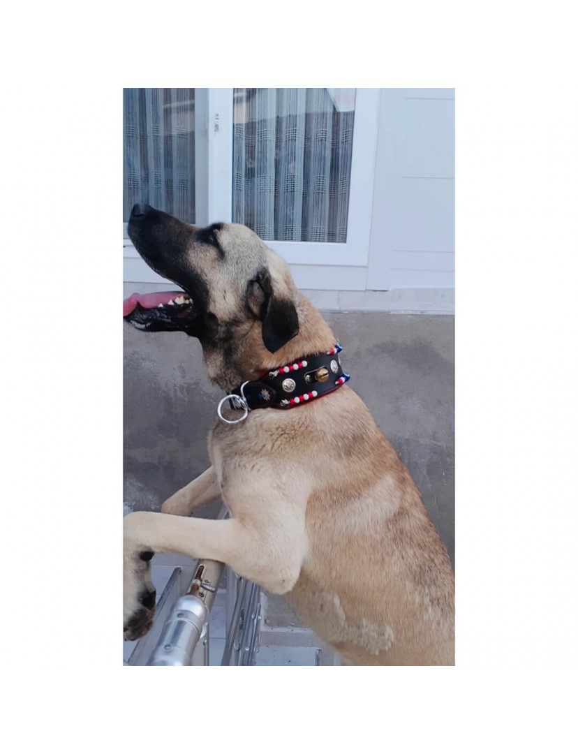 Zilli Hakiki Deri Kangal Köpek Tasması 1. Sınıf