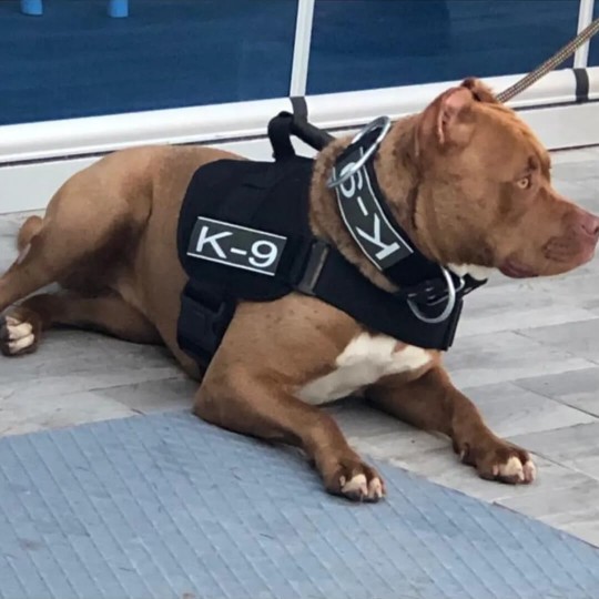 K9 Köpek Tasması Takım Belden Ile Boyunluk 1. Sınıf Siyah Renk