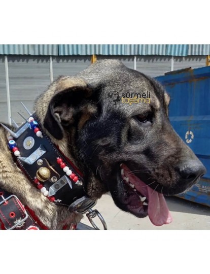 Kangal Çoban Köpek Tasması Deri Geniş 2 Zilli