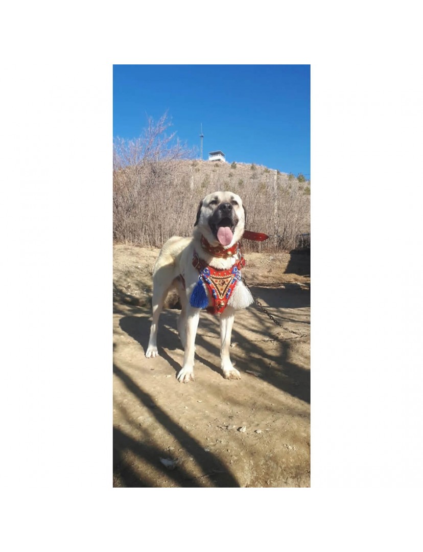 Gladyatör Kangal Köpek Tasma Seti Hakiki Deri Kırmızı Takım