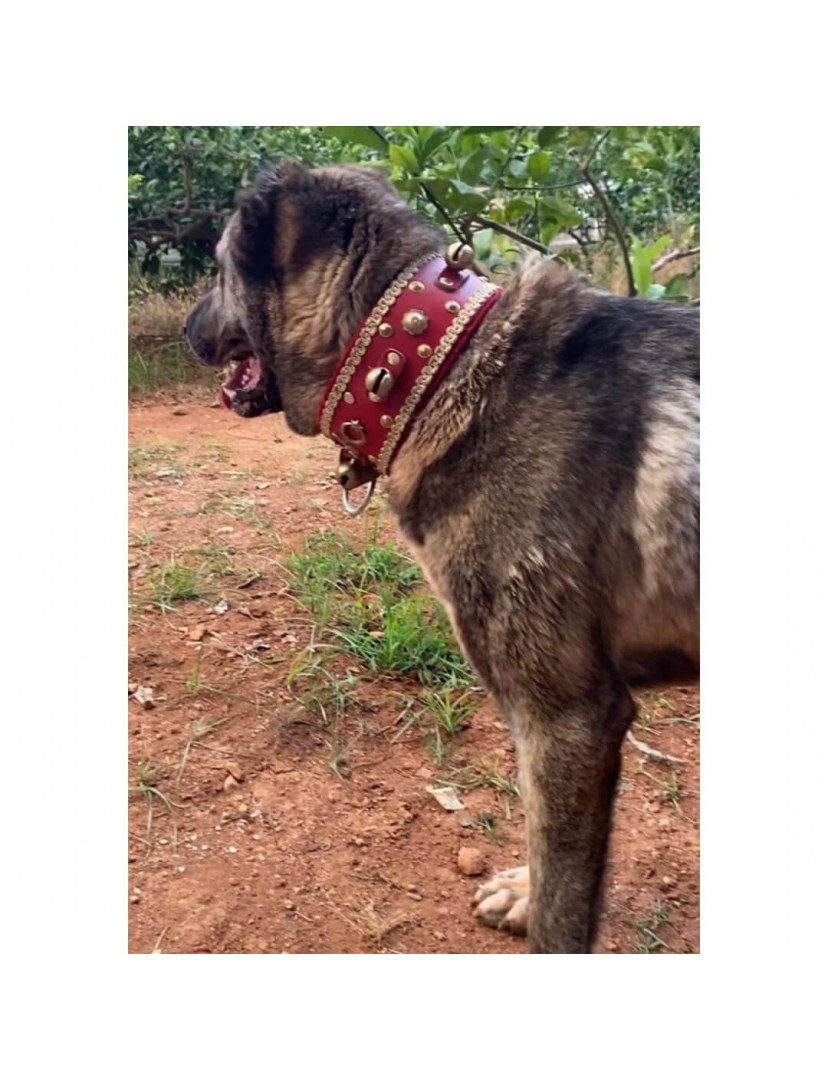 4 Zilli Geniş Deri Kangal Köpek Tasması Renk Kırmızı