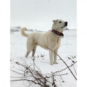 Kangal Köpek Tasması Çoban Zilli Hakiki Deri