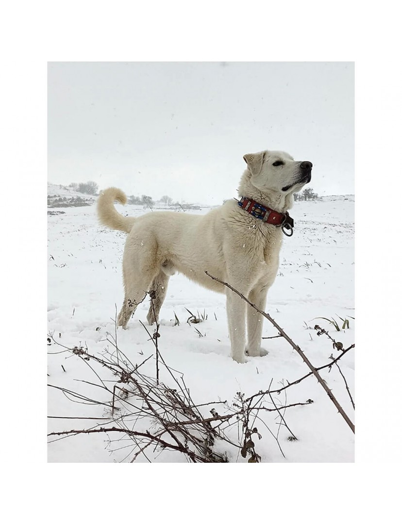 Kangal Köpek Tasması Çoban Zilli Hakiki Deri