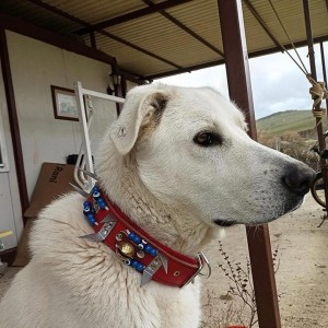 Kangal Köpek Tasması Çoban Zilli Hakiki Deri