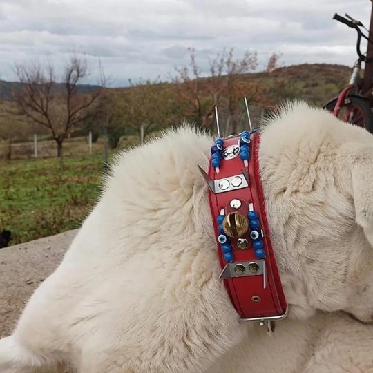 Kangal Köpek Tasması Çoban Zilli Hakiki Deri