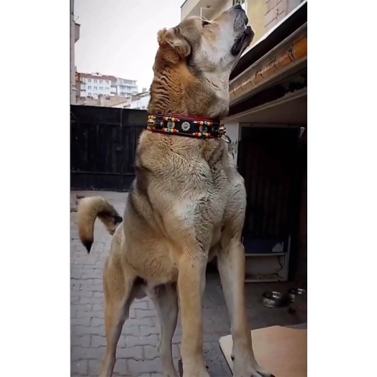 2 Zilli Kangal Köpek Tasması Hakiki Deri Siyah