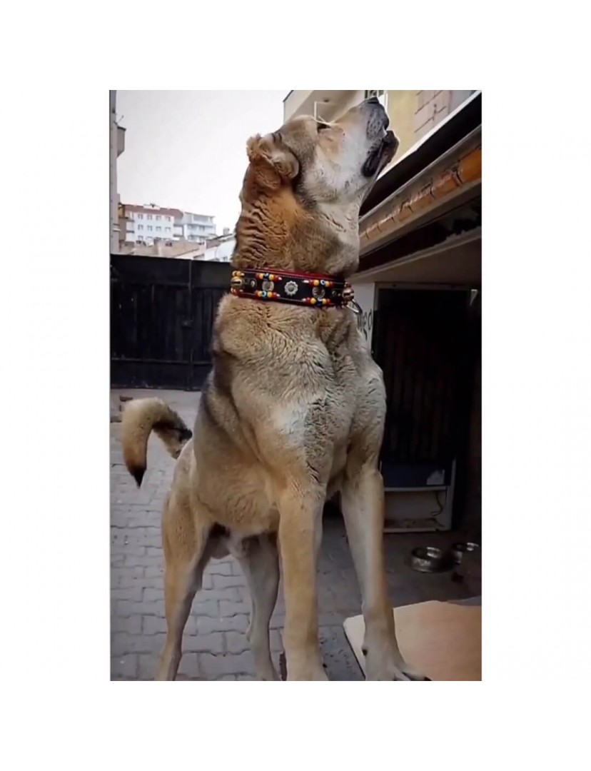 2 Zilli Kangal Köpek Tasması Hakiki Deri Siyah