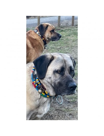 Kangal Köpek Tasması Hakiki Deri 2 Zilli