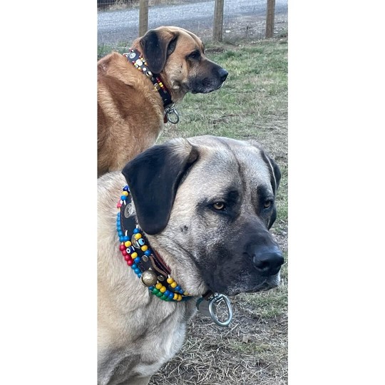 Kangal Köpek Tasması Hakiki Deri 2 Zilli