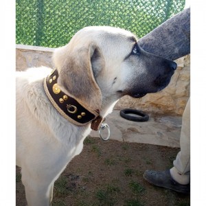 Kangal Köpek Tasması Hakiki Deri Geniş