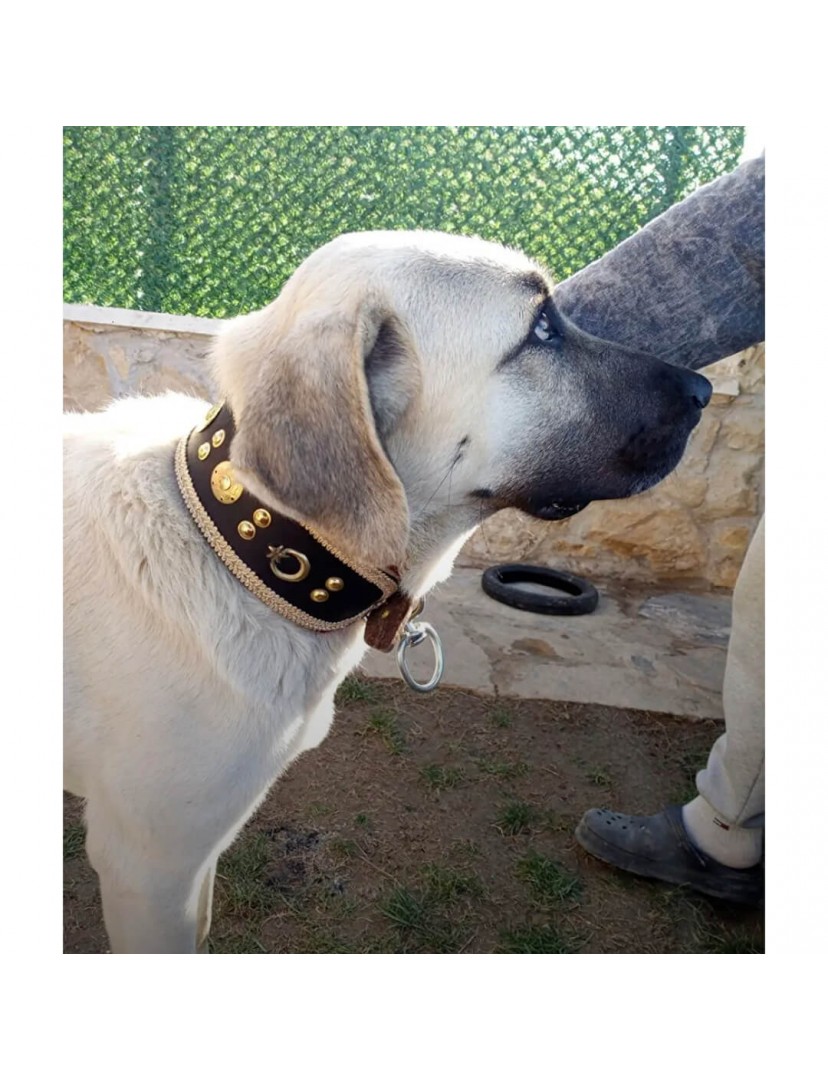 Kangal Köpek Tasması Hakiki Deri Geniş