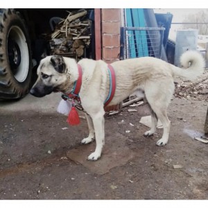 Çift Kat Sırttan Kangal Köpek Tasması Palaska